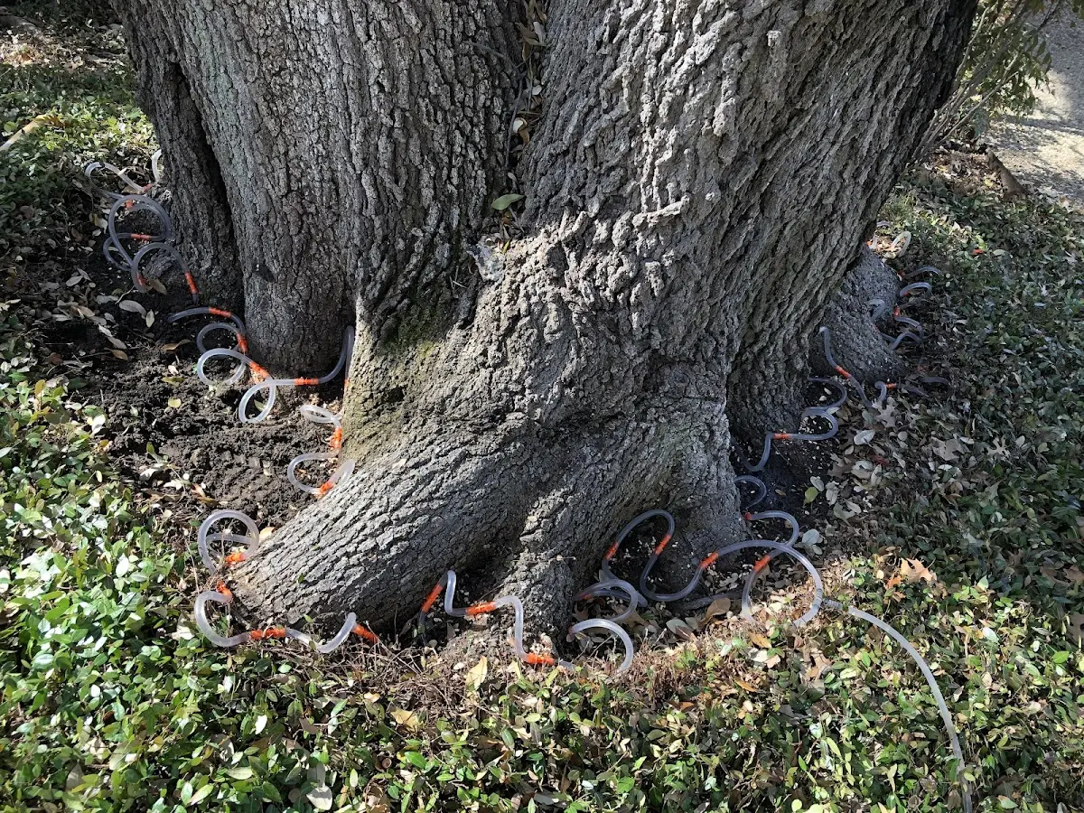 Detailed Tree Cabling and Bracing job site in Waikoloa