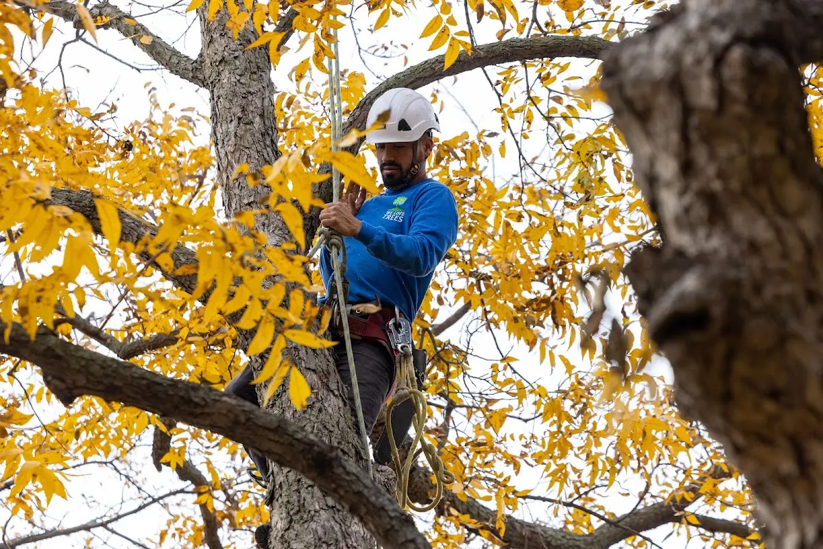 Skilled Tree Planing crew working in Waikoloa